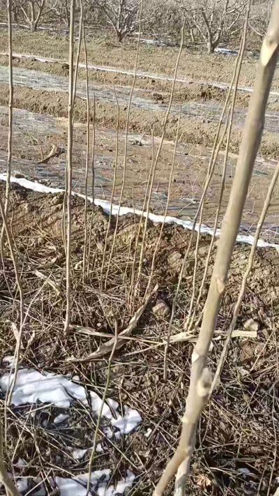 臭椿苗，一年苗，需要联系我，全国包邮到家。18534302961