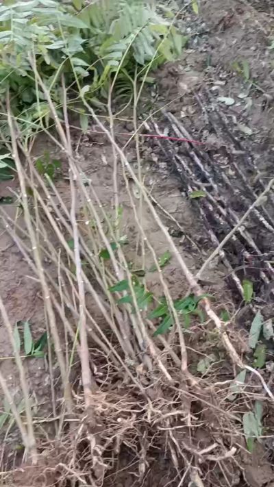 出售臭椿苗，巨峰葡萄苗。药用连翘苗，科研五号优质种苗，2/5年苗，药用连翘树，挂果树，全国包邮到家！财富密码18534302961