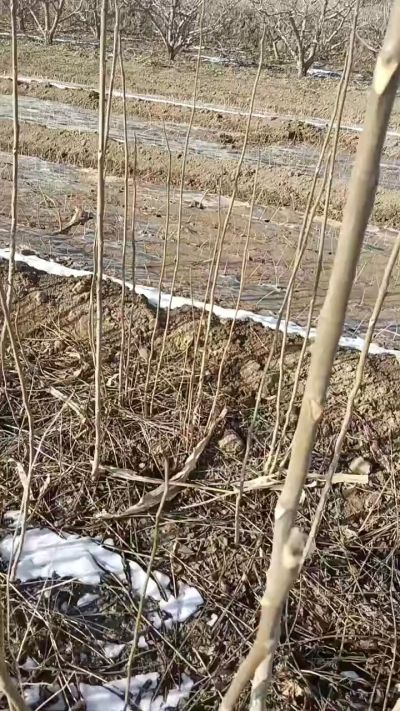 出售臭椿苗，巨峰葡萄苗。药用连翘苗，科研五号优质种苗，2/5年苗，药用连翘树，挂果树，全国包邮到家！财富密码18534302961