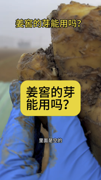 姜窖的芽能用吗？