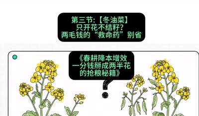 第三节：【冬油菜】只开花不结籽？两毛钱的&ldquo;救命药&rdquo;别省
