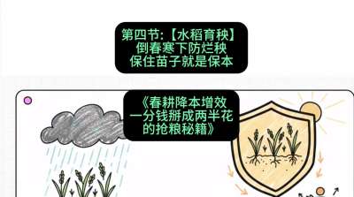 第四节：【水稻育秧】倒春寒下防烂秧，保住苗子就是保本