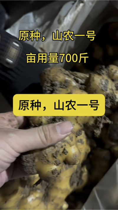原种，山农一号