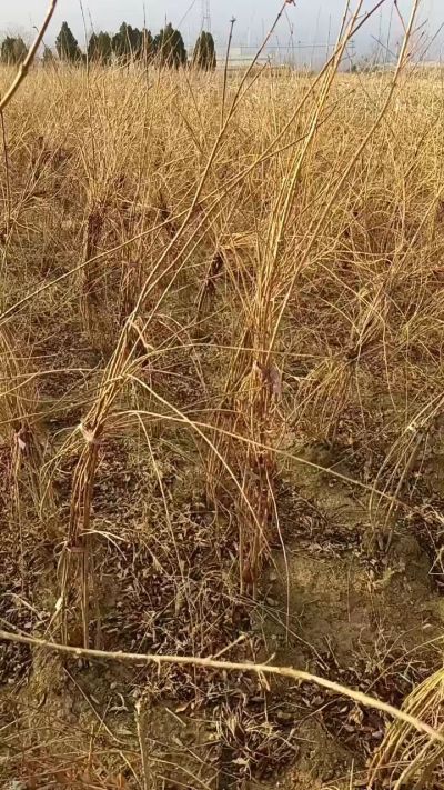 出售药用连翘苗，科研五号优质种苗，2/5年苗，药用连翘树，挂果树，全国包邮到家！财富密码18534302961出售药用连翘苗，科研五号优质种苗，2/5年苗，药用连翘树，挂果树，全国包邮到家！财富密码1