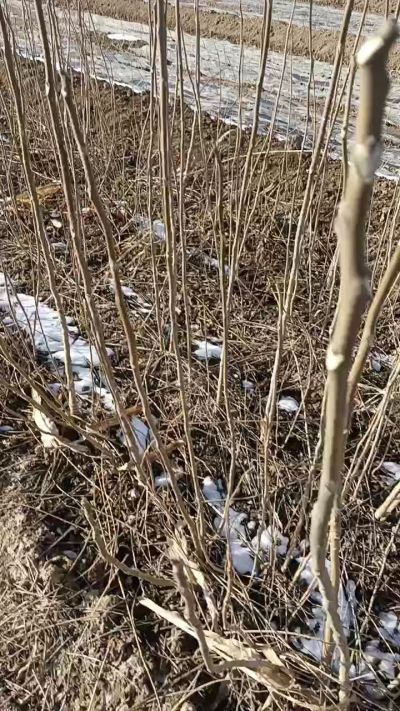 出售臭椿苗，巨峰葡萄苗。药用连翘苗，科研五号优质种苗，2/5年苗，药用连翘树，挂果树，全国包邮到家！财富密码18534302961