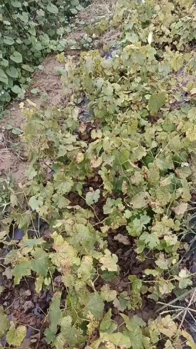 出售巨峰葡萄苗。药用连翘苗，科研五号优质种苗，2/5年苗，药用连翘树，挂果树，全国包邮到家！财富密码18534302961