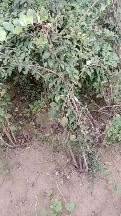 出售药用连翘苗，科研五号优质种苗，2/5年苗，药用连翘树，挂果树，全国包邮到家！财富密码18534302961