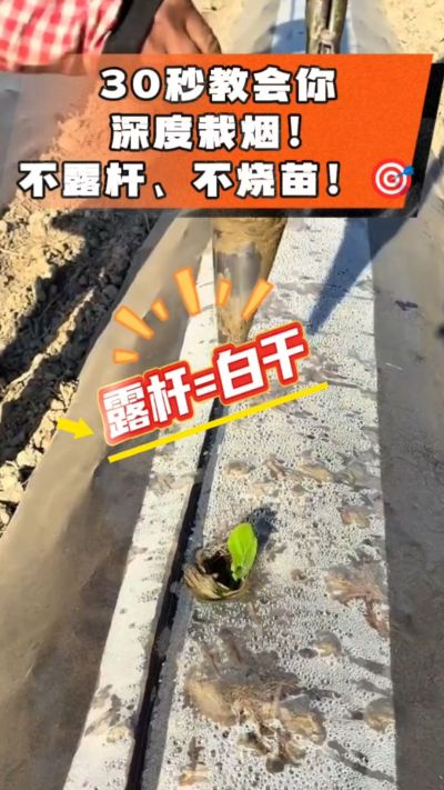这个栽法太关键了！深栽是烤烟成活的根本，亲测有效！