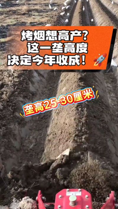 想让烤烟高产，就得从细节抓起。分享一点实打实的干货，只为帮大家少走弯路，种出好烟叶！🌱👍