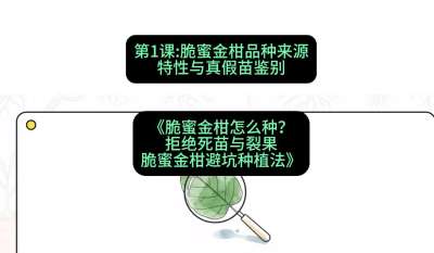 第1节：脆蜜金柑品种来源、特性与真假苗鉴别，课程：《脆蜜金柑怎么种？拒绝死苗与裂果，脆蜜金柑8步避坑种植法》#识农AI