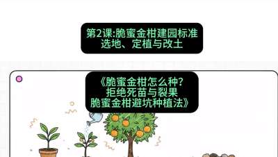 第2节：脆蜜金柑建园标准：选地、定植与改土，课程：《脆蜜金柑怎么种？拒绝死苗与裂果，脆蜜金柑8步避坑种植法》#识农AI