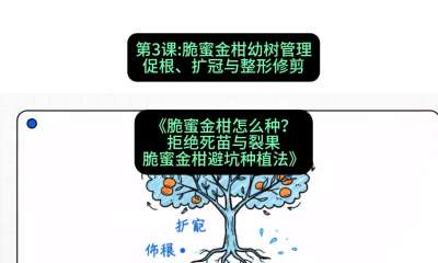 第3节：脆蜜金柑幼树管理：促根、扩冠与整形修剪，课程：《脆蜜金柑怎么种？拒绝死苗与裂果，脆蜜金柑8步避坑种植法》#识农AI