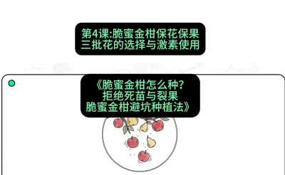 第4节：脆蜜金柑保花保果：三批花的选择与激素使用，课程：《脆蜜金柑怎么种？拒绝死苗与裂果，脆蜜金柑8步避坑种植法》#识农AI