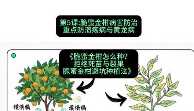 第5节：脆蜜金柑病害防治：重点防溃疡病与黄龙病，课程：《脆蜜金柑怎么种？拒绝死苗与裂果，脆蜜金柑8步避坑种植法》#识农AI