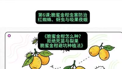 第6节：脆蜜金柑虫害防治：红蜘蛛、蚜虫与吸果夜蛾，课程：《脆蜜金柑怎么种？拒绝死苗与裂果，脆蜜金柑8步避坑种植法》#识农AI