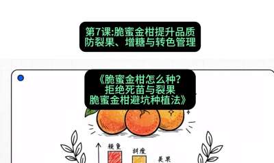 第7节：脆蜜金柑提升品质：防裂果、增糖与转色管理，课程：《脆蜜金柑怎么种？拒绝死苗与裂果，脆蜜金柑8步避坑种植法》#识农AI