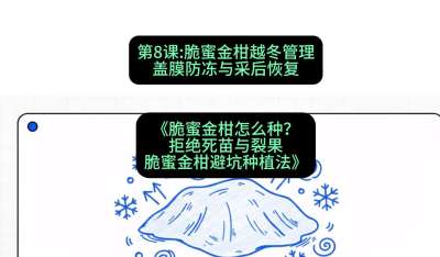 第8节：脆蜜金柑越冬管理：盖膜防冻与采后恢复，课程：《脆蜜金柑怎么种？拒绝死苗与裂果，脆蜜金柑8步避坑种植法》#识农AI