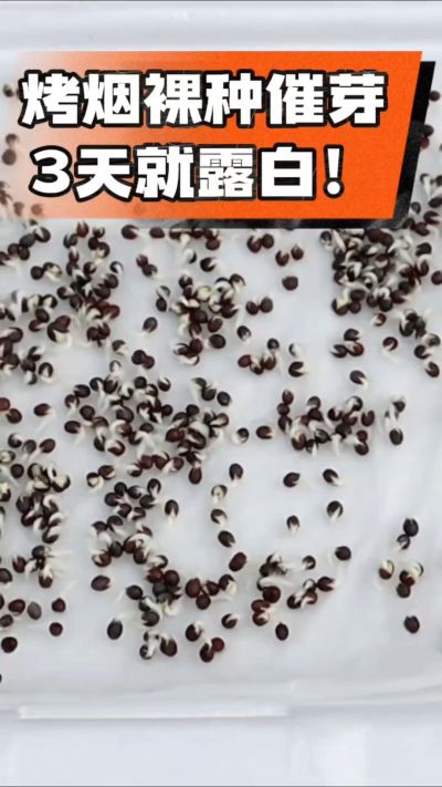 烤烟裸种催芽小技巧，清水浸泡、保温保湿，3天就能露白，出苗快又齐！烟农朋友收藏备用～