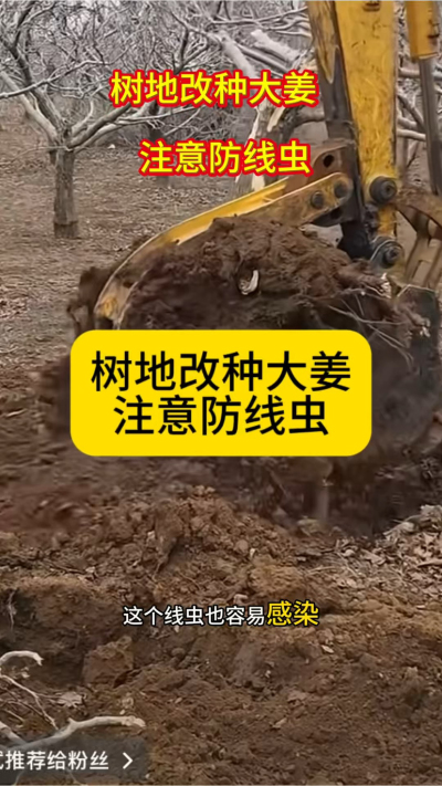 树地改种大姜，注意防线虫！