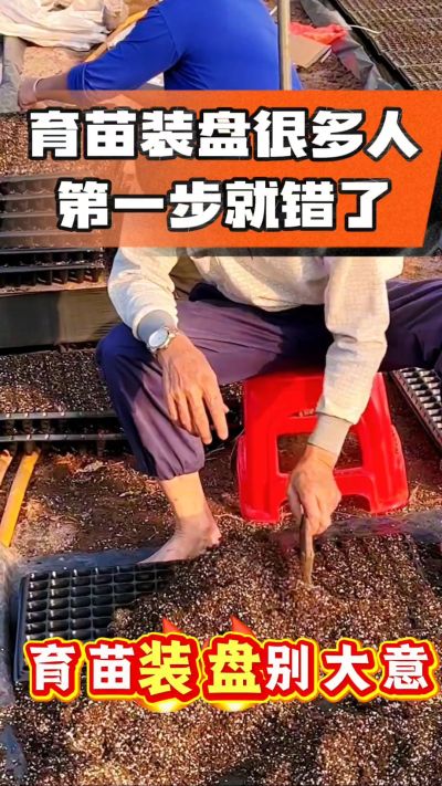 烤烟育苗基质装盘，一步做对，出苗整齐又壮苗！装盘技巧记牢，少走弯路，育苗更省心