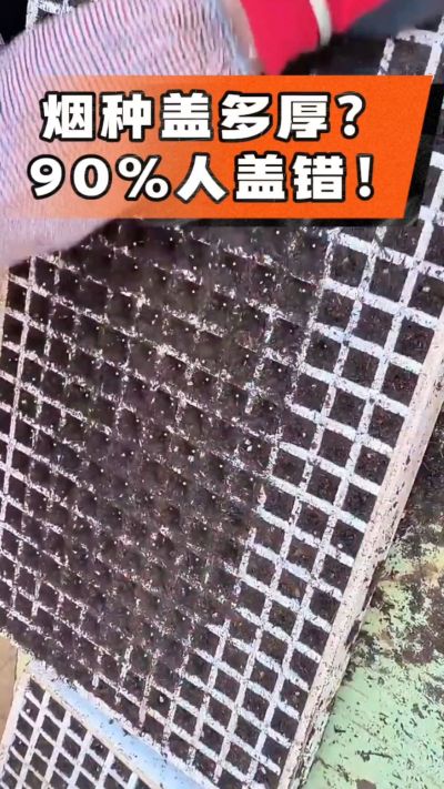 烟种盖多厚？90%烟农都盖错！薄盖才出苗齐、不闷种，烤烟育苗关键一步，照着做就对了