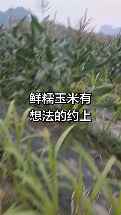 农户种植的白糯玉米大量上市，助农帮农在行动