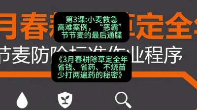 第3节：小麦救急高难案例，&ldquo;恶霸&rdquo;节节麦的最后通牒，课程：《3月春耕除草定全年：省钱、省药、不烧苗、少打两遍药的秘密》