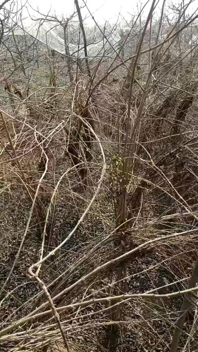 出售药用连翘苗，科研五号优质种苗，2/5年苗，药用连翘树，挂果树，全国包邮到家！财富密码18534302961