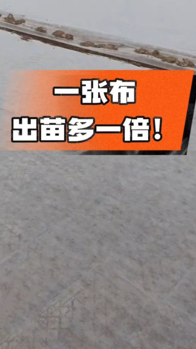 烤烟育苗盖无纺布，保温保湿出苗齐，不烂种、出苗快，烟农必备小技巧！