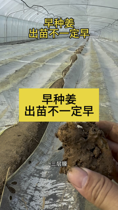 早种姜，出苗不一定早！