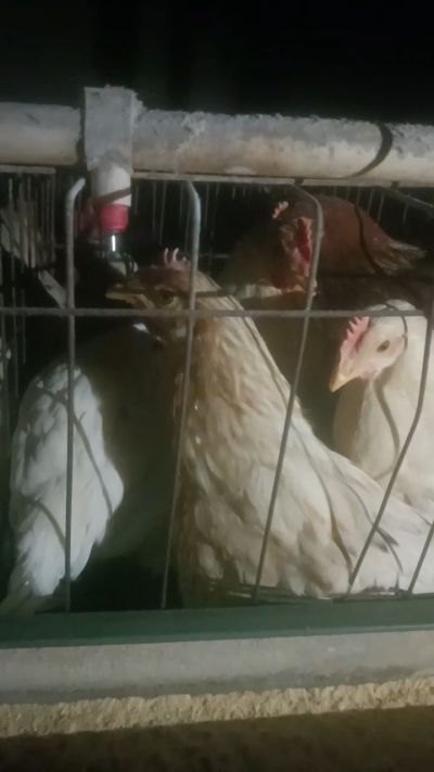 这鸡群在怪叫，怪叫的原因是痰化黏着，形成的比呼噜更重的一种呼吸道。其病因为肺中有热，热灼而痰黏，从而引起的怪叫。