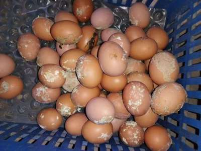 蛋禽出现肠炎拉稀，粪蛋偏多的原因