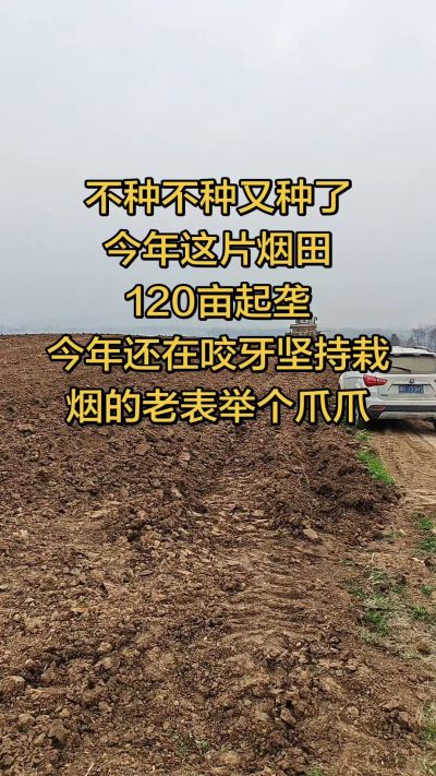 不种不种又种啦，还在咬牙坚持栽烟的老表集合啦！