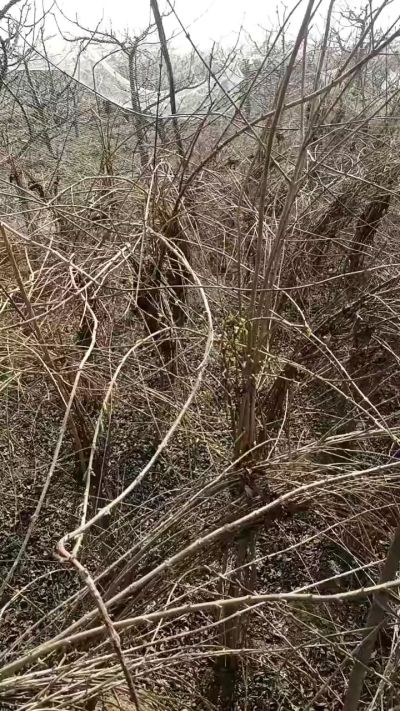 药用连翘苗，科研种苗定制树。挂果树。需要联系18534302961