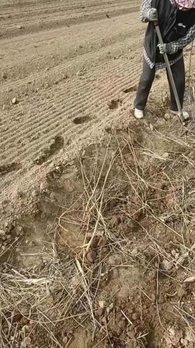 臭椿苗，一年籽播苗，地径0.5/1公分以上。需要联系18534302961