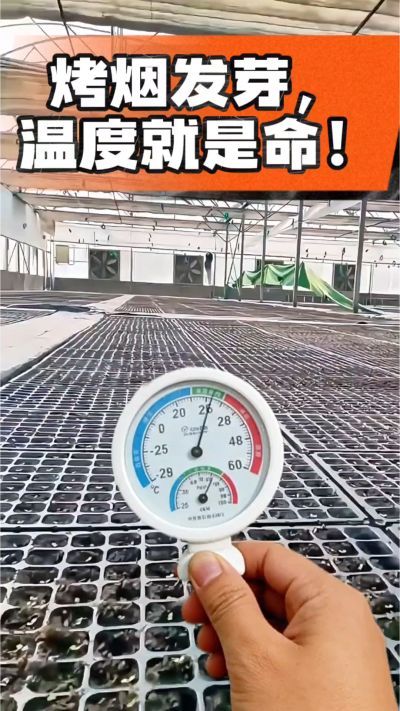 老烟农都懂：发芽温度不对，后期再管都白费！