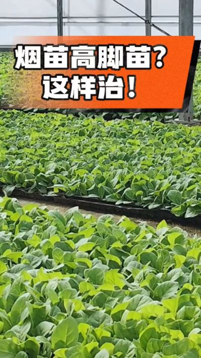 烤烟齐苗期管理关键：精准控温，防高脚苗，培育壮苗好上手！