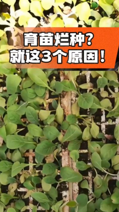烤烟育苗烂种？3个原因讲清楚！消毒、控水、控温，做到就苗齐苗壮🔥
#烤烟育苗 #烤烟种植 #烂种防治 #烟农